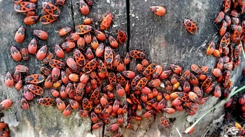 Colony of soldier bugs crawling along old tree stump. Video stock 158174971