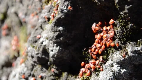 Colony of soldier bugs crawling live on stone with moss. Video stock 159818657