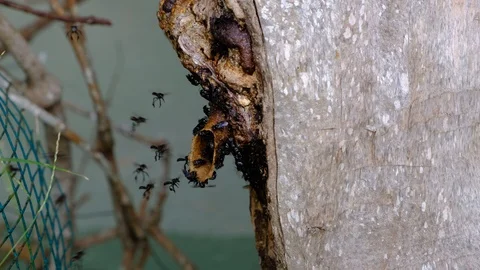 A colony of stingless bees or sometimes called stingless honey bees. Stock Footage 129512471