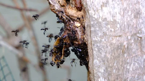 A colony of stingless bees or sometimes called stingless honey bees. Stock Footage 129513749