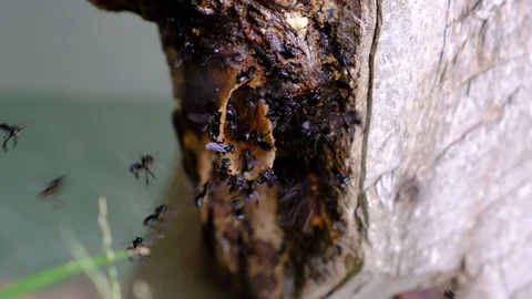 A colony of stingless bees or stingless honey bees. Stock Footage 129513711