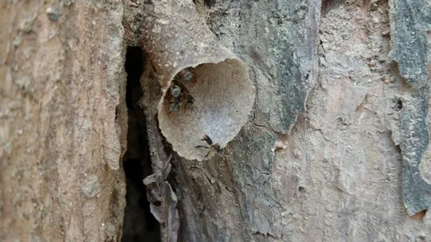 A colony of stingless bees  sometimes called stingless honey bees. Stock Footage 123144565
