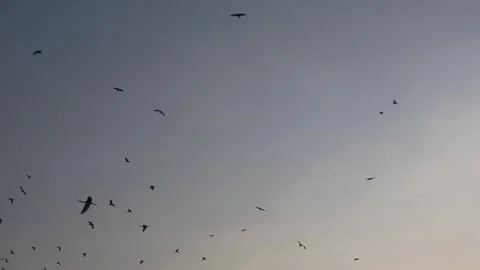 A colony of storks circle as the sky darkens in the afternoon Stock Footage 291020553