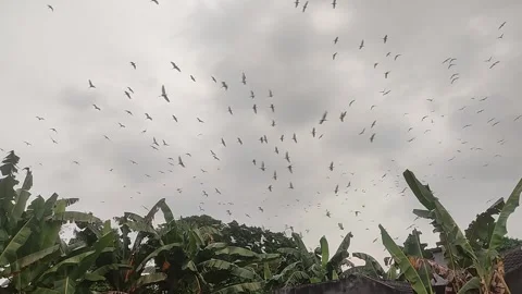 Colony of storks flying flying under a cloudy sky Stock Footage 277476140
