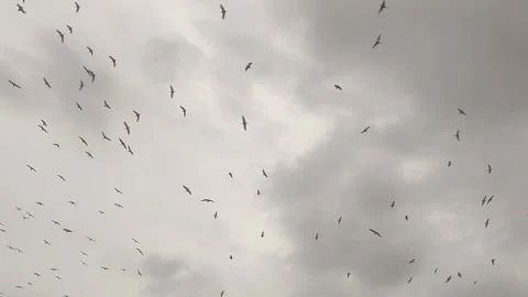 Colony of storks flying. Storks flying under cloudy sky Stock Footage 277476129