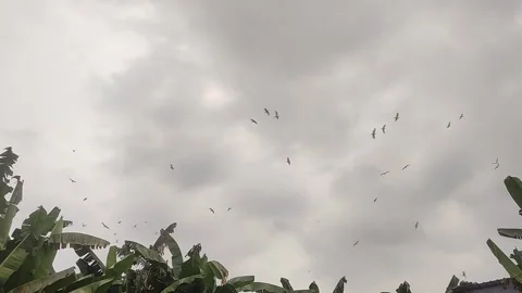 Colony of storks flying. Storks flying under cloudy sky Stock Footage 277476149