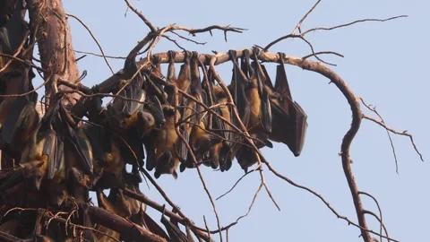 Colony of Straw-coloured fruit bats hanging from a tree in Uganda Stock Footage 331536051