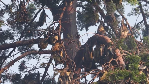 Colony of Straw-coloured fruit bats hanging from a tree in Uganda Stock-Footage 331536084