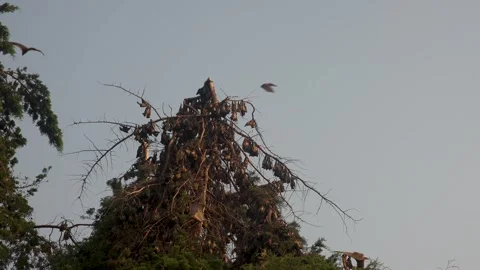 Colony of Straw-coloured fruit bats hanging from a tree in Uganda Stock Footage 331536228