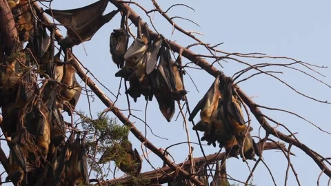 Colony of Straw-coloured fruit bats hanging from a tree in Uganda Stock-Footage 331539983