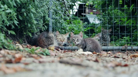Colony of stray cats - cat Video stock 28402976