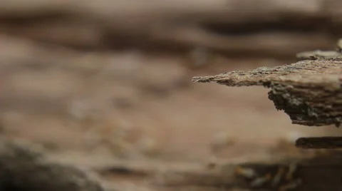 Colony of Termites Stock Footage 48639008