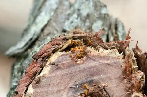 Colony of termites on a tree stump Stock Photos