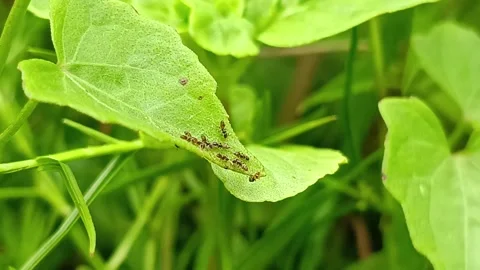 Colony of Tiny Black Ants Foraging on Edge of Green Leaf Stockbeeldmateriaal 332643324