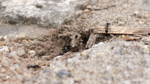 Colony of tiny black ants, hard at work. Stock Footage 248445427