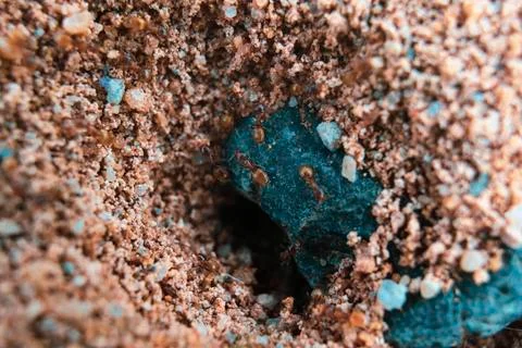 Colony of Tiny Brown Ants Working Around the Clock Digging Out Farm Stock Photos