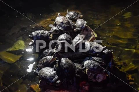Colony of turtles on stone, reptile turtles Stock Photos