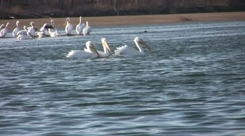 Colony of White American Pelicans Hunting, Swimming, Courting (?), Interacting Stock Footage
