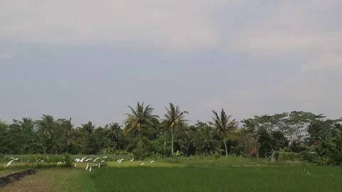 Colony of white storks flying low over rice fields Stock Footage 274998875