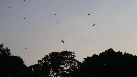 Colony of white swans  in silhouette Stock Footage 291020522