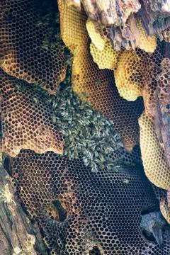 Colony of wild bees inside an old tree Stock Photos