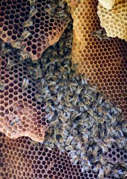 Colony of wild bees Stock Photos