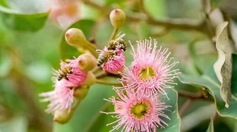 Colony of wild bees rummaging their heads inside pink marri blossoms for nect Stock Footage 65076285