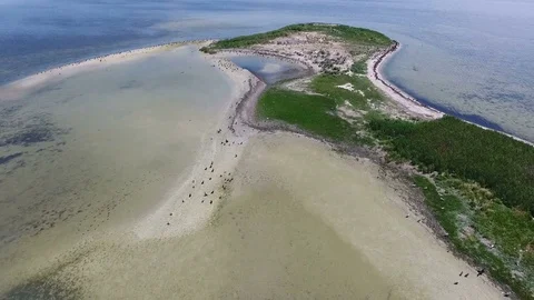 Colony wild birds on desert island. Aerial view Stock Footage 78531053