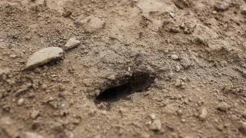 Colony of worker ants moving around an anthill entrance on the ground 库存影片 347708530