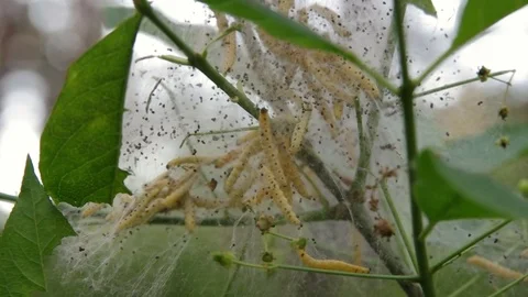 Colony of yellow caterpillars crawling inside web nest with backlight Video stock 77101985