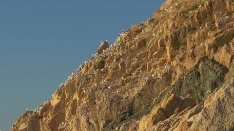 Colony of yellow legged gulls (Larus michahellis) on the cliff Stock-Footage 67466532