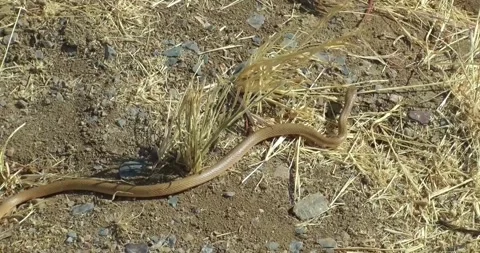 The color and texture of a snake matching the dry ground. Stock Footage 315333089