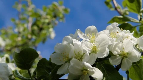 The color of apple attracts bees. Stock Footage 91546086