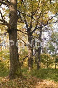 Color of autumn Stock Photos