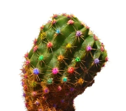 Color cactus Stock Photos
