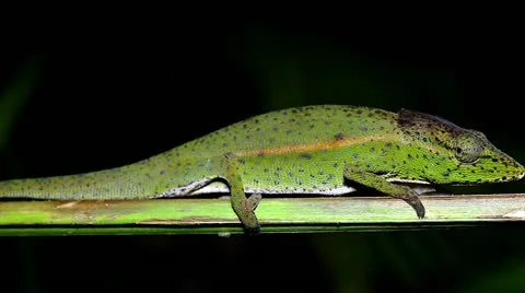 Color changing Perinet or Side-striped Chameleon in Madagascar. Stock Footage