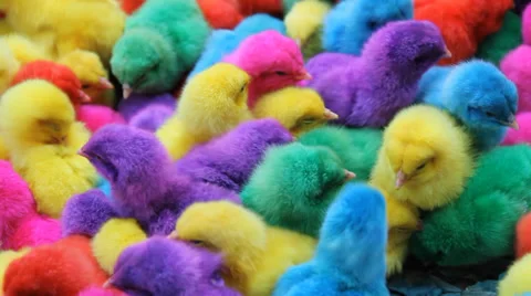 Color chicken 스톡 동영상 34426132