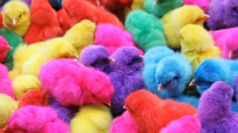 Color chicken 스톡 동영상 34426190