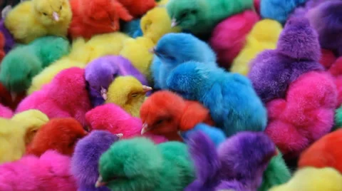 Color chicken 스톡 동영상 34426194