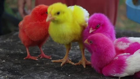 Color Chicks (1) Stock Footage 296530049