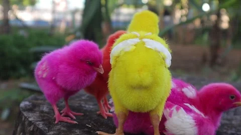 Color Chicks (10) Stock Footage 296529859