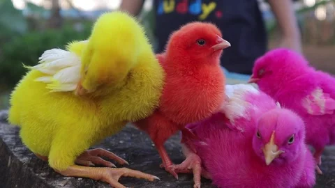 Color Chicks (11) Video stock 296530003