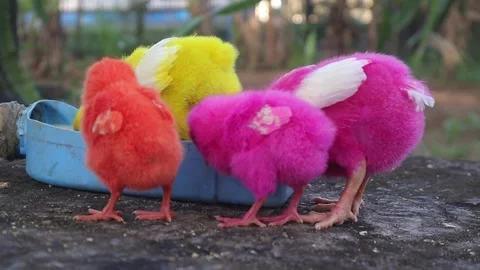Color Chicks (12) Stock Footage 296530011