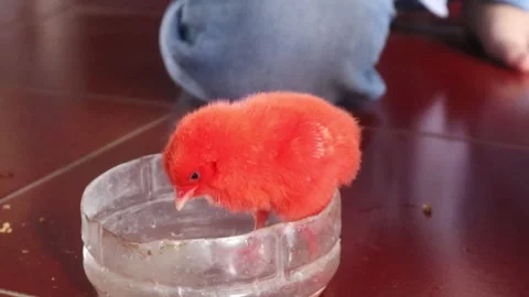 Color Chicks (2) Video stock 296529529