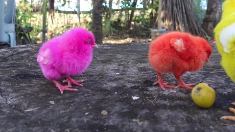 Color Chicks (3) Stock Footage 296530247