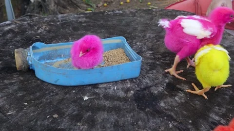Color Chicks (4) Video stock 296530941