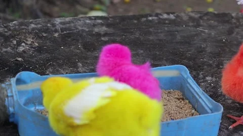 Color Chicks (5) Stock Footage 296530684