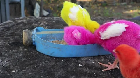 Color Chicks (6) Stock-Footage 296530771
