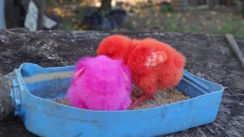 Color Chicks (7) Stock-Footage 296530946