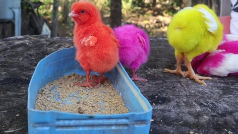 Color Chicks (8) Stock Footage 296531186